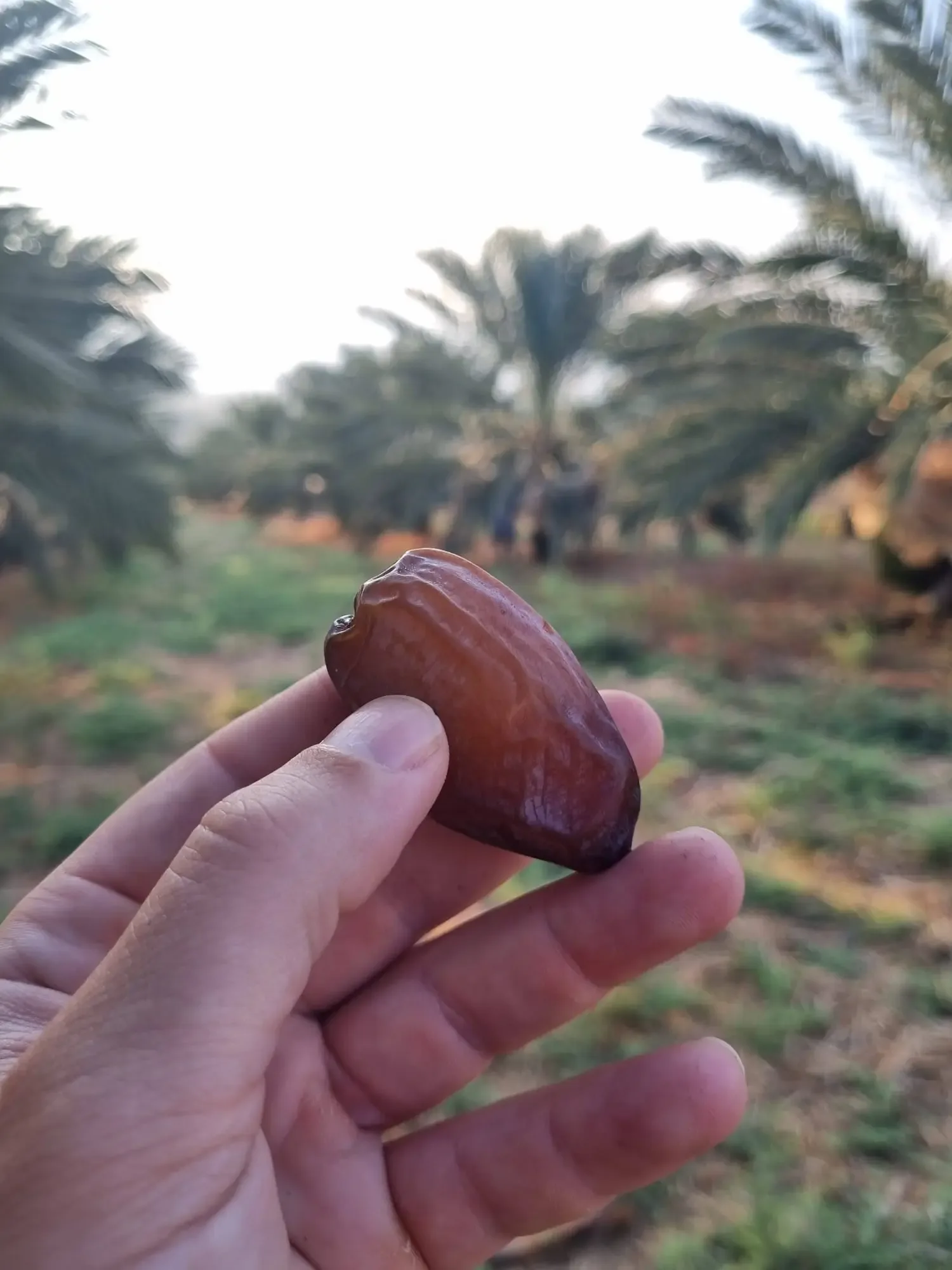 מדריך אחסון התמרים המושלם: מקרר או מקפיא ומהו סוד הנקודות הלבנות