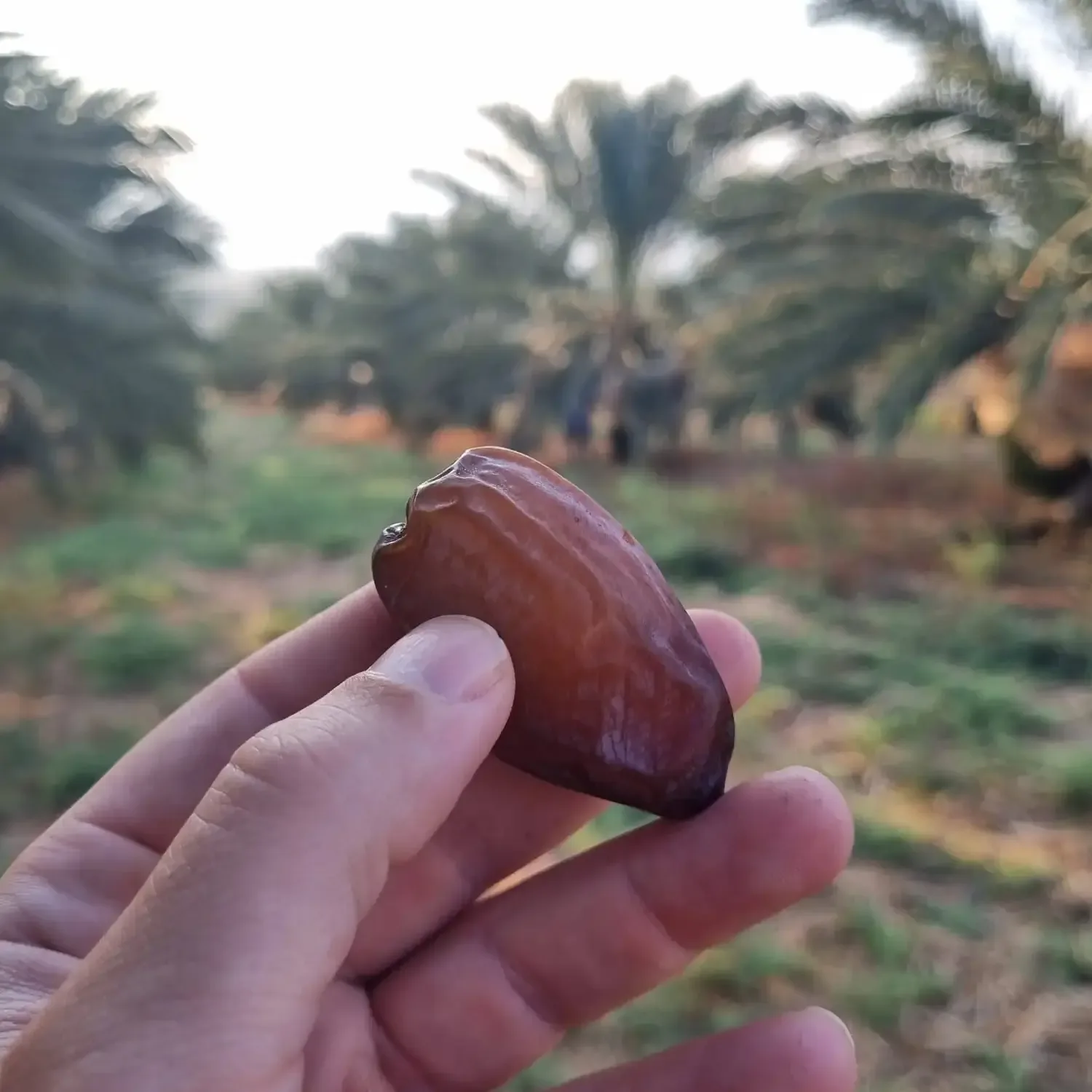 תמר מג'הול עסיסי על רקע מטע תמרים בעמק הירדן - משק חסון