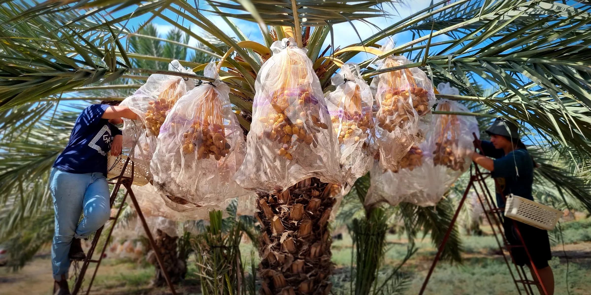 עובדים על סולמות עוטפים אשכולות תמרים במטע